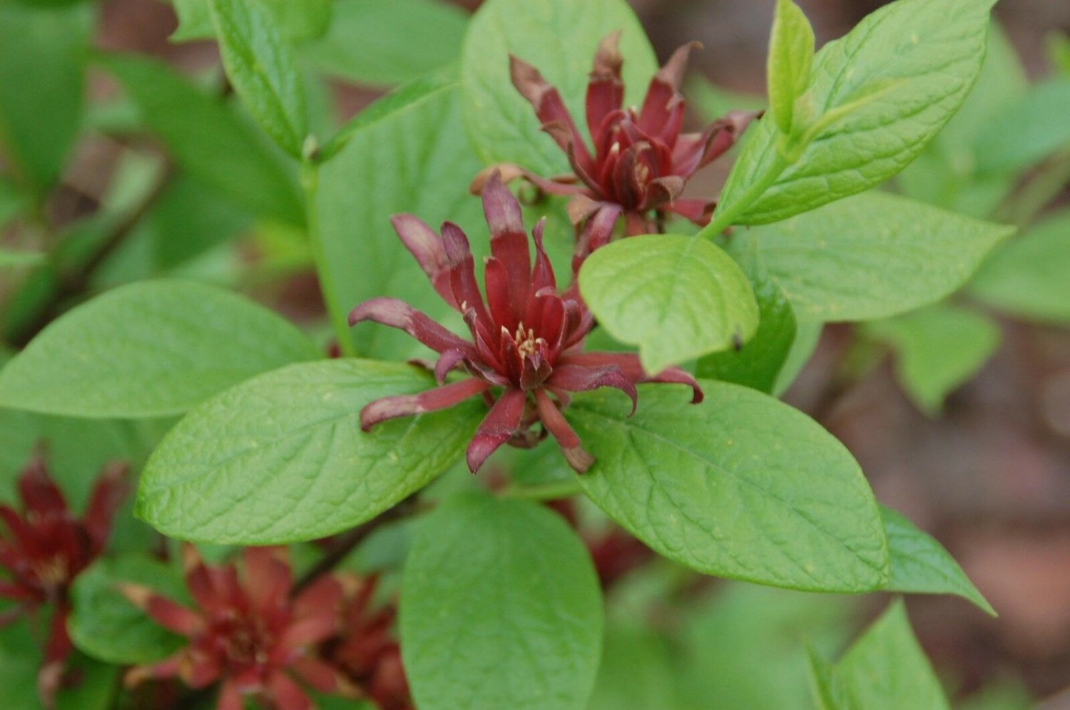 BG Store | Carolina Allspice, Calycanthus floridus, 60 Seeds (Fragrant, Showy, Fall Color)