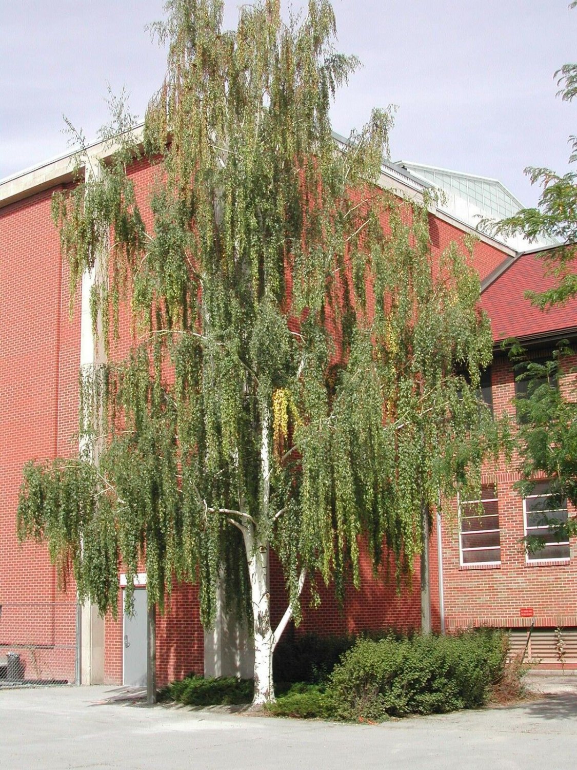 BG Store | Weeping White Birch, (Silver Birch), Betula pendula alba, 50 Seeds (Fast) Ready To Ship