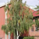 Weeping White Birch, (Silver Birch), Betula pendula alba, 150 Seeds (Fast) Ready To Ship