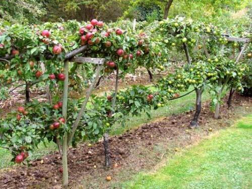 BG Store | European Crab Apple, (French Crabapple), Malus sylvestris, 20 Seeds (Fast) Ready To Ship