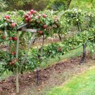 BG Store | European Crab Apple, (French Crabapple), Malus sylvestris, 60 Seeds (Fast) Ready To Ship