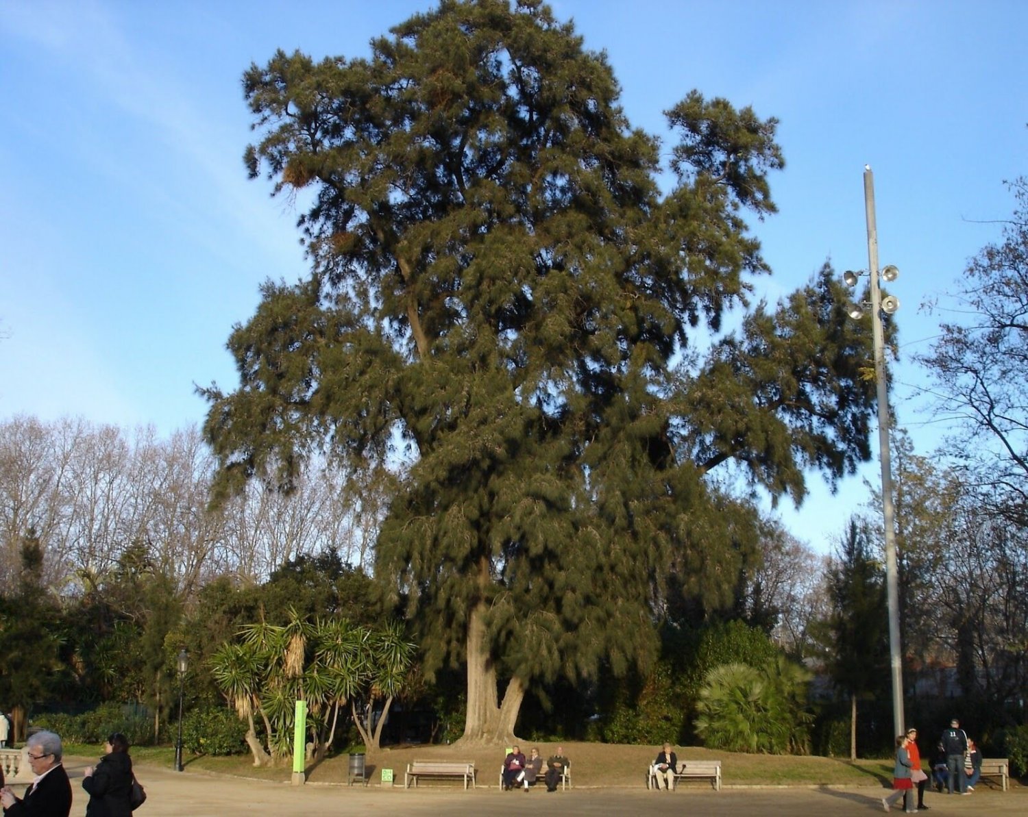 BG Store | River She-Oak, Casuarina cunninghamiana, 50 Seeds (Fast, Evergreen) Ready To Ship