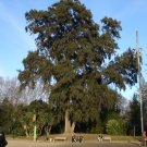 BG Store | River She-Oak, Casuarina cunninghamiana, 50 Seeds (Fast, Evergreen) Ready To Ship