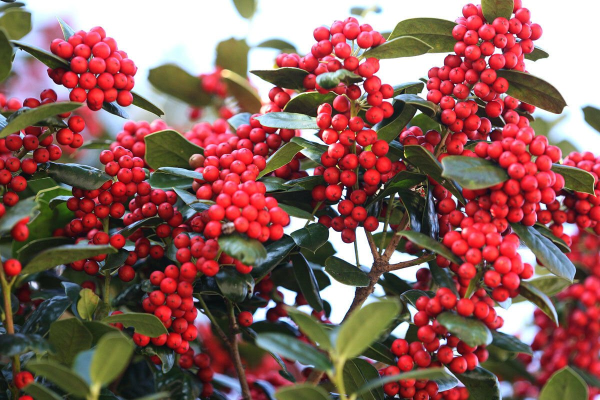 Chinese Holly, Ilex cornuta, 100 Shrub Seeds (Showy Evergreen, Topiary ...