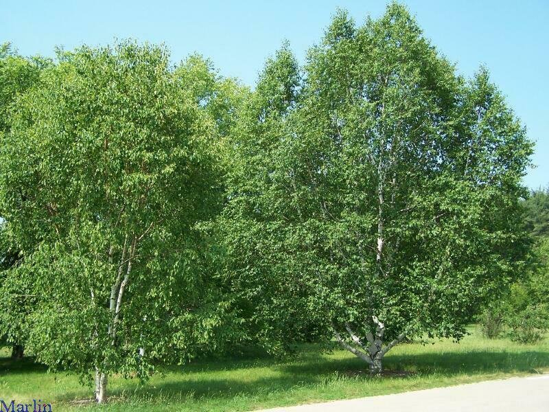 BG Store | Paper Birch, Betula papyrifera, 150 Seeds (Fast, Hardy, Fall Color) Ready To Ship