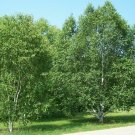 BG Store | Paper Birch, Betula papyrifera, 150 Seeds (Fast, Hardy, Fall Color) Ready To Ship