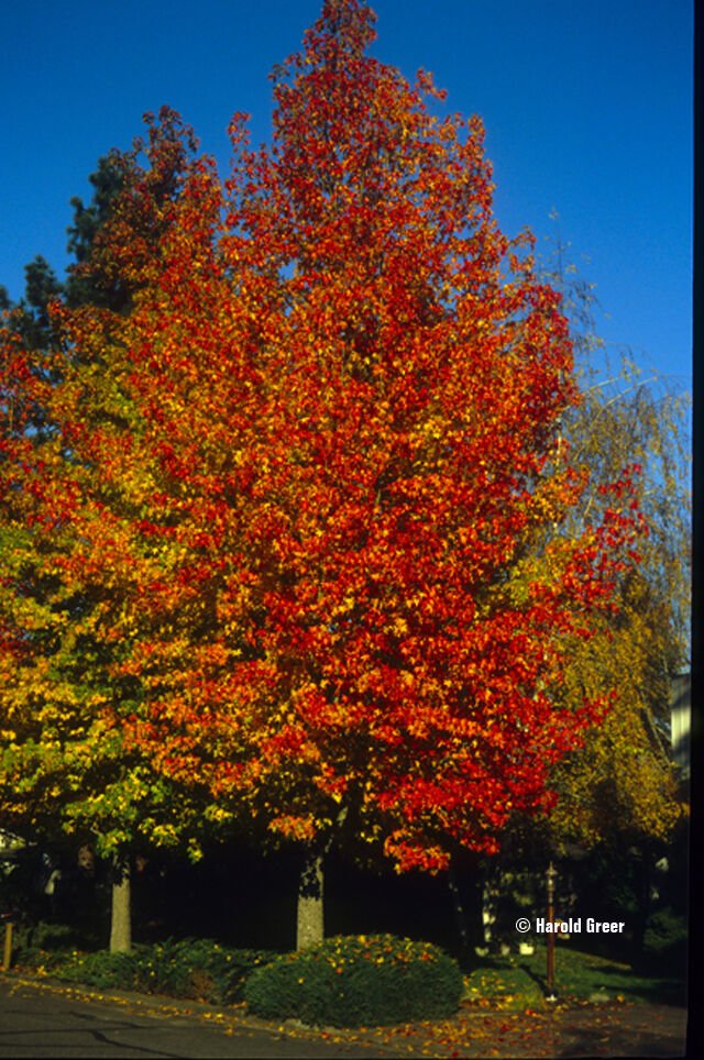 American Sweetgum, Liquidambar styraciflua, 30 Seeds (Fall Color, Hardy, Fast)