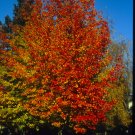 American Sweetgum, Liquidambar styraciflua, 30 Seeds (Fall Color, Hardy, Fast)