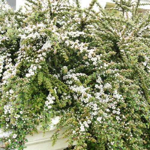 BG Store | Rockspray Cotoneaster, Cotoneaster horizontalis, 20 Seeds (Hardy Showy Fall Color)