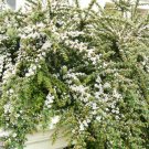 BG Store | Rockspray Cotoneaster, Cotoneaster horizontalis, 60 Seeds (Hardy Showy Fall Color)