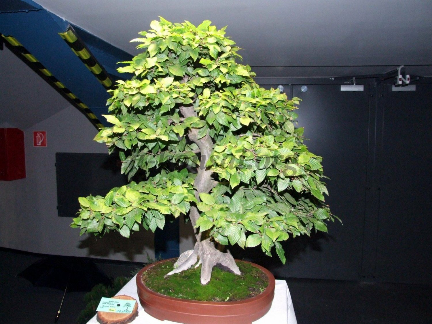 BG Store | European Hornbeam, Carpinus betulus, 60 Seeds (Fall Color, Bonsai, Topiary) Ready To Ship