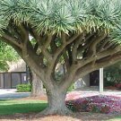 BG Store | Dragon Tree, Dracaena draco, 15 Seeds (Showy Evergreen) Ready To Ship