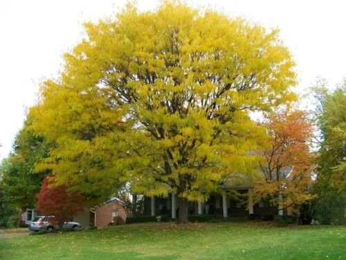 BG Store | Honeylocust, Gleditsia triacanthos inermis, 240 Seeds (Fast, Hardy, Fall Color) Ready To 