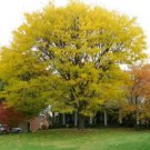 BG Store | Honeylocust, Gleditsia triacanthos inermis, 240 Seeds (Fast, Hardy, Fall Color) Ready To 