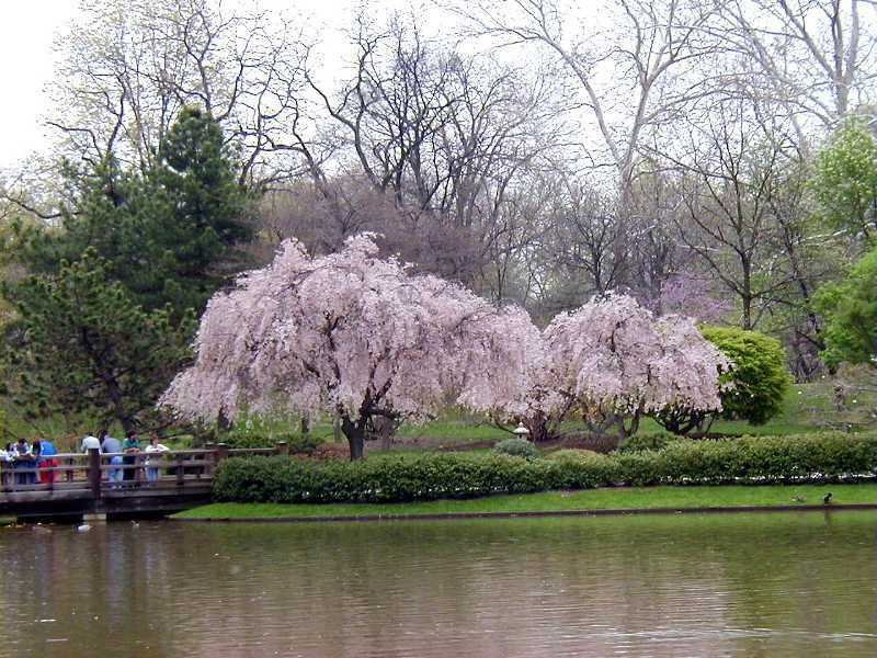 BG Store | Weeping Higan Cherry, Prunus subhirtella pendula, 5 Seeds (Fast, Showy) Ready To Ship