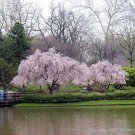 BG Store | Weeping Higan Cherry, Prunus subhirtella pendula, 5 Seeds (Fast, Showy) Ready To Ship