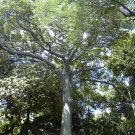 BG Store | Kapok (Silk Cotton Tree), Ceiba pentandra, 20 Seeds (Fast, Tropical) Ready To Ship