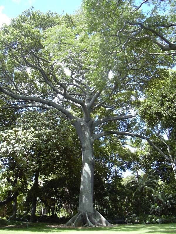 BG Store | Kapok (Silk Cotton Tree), Ceiba pentandra, 120 Seeds (Fast, Tropical) Ready To Ship