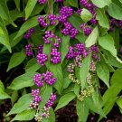BG Store | American Beautyberry, Callicarpa americana, 200 Seeds (Fast, Showy) Ready To Ship