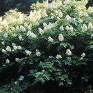 Oakleaf Hydrangea, Hydrangea Quercifolia, 50 Seeds (Fast, Showy, Fall Color) Ready To Ship