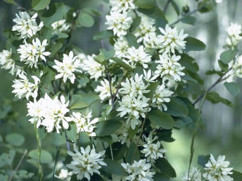 BG Store | Saskatoon Serviceberry, Amelanchier alnifolia, 800 Seeds (Edible, Fall Color, Hardy) Read