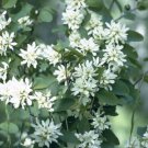 BG Store | Saskatoon Serviceberry, Amelanchier alnifolia, 800 Seeds (Edible, Fall Color, Hardy) Read