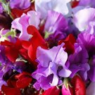 BG Store | Fragrant Sweet Pea - Royal Family Mix, (Lathyrus odoratus), 360 Seeds Ready To Ship