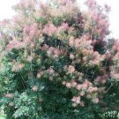 BG Store | Purple Smoketree, Cotinus coggygria atropurpurea, 20 Seeds (Fast Showy, Fall Color)
