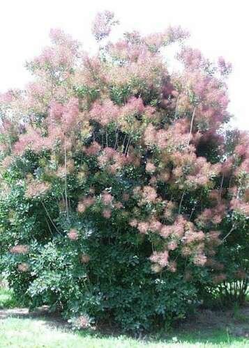 BG Store | Purple Smoketree, Cotinus coggygria atropurpurea, 20 Seeds (Fast Showy, Fall Color) Read