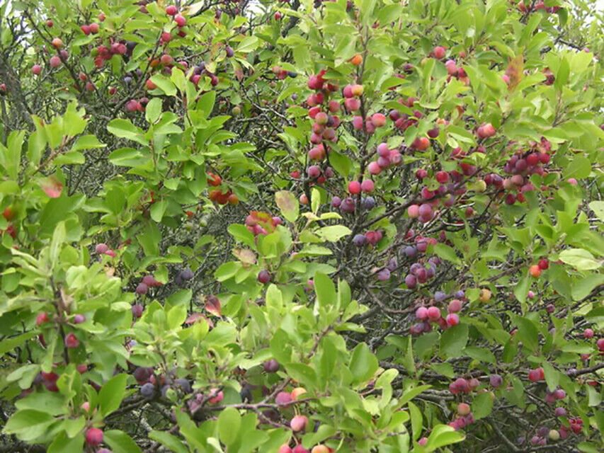 BG Store | Beach Plum, Prunus maritima, 5 Shrub Seeds (Showy, Edible, Hardy, Fast) Ready To Ship