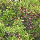 BG Store | Beach Plum, Prunus maritima, 5 Shrub Seeds (Showy, Edible, Hardy, Fast) Ready To Ship