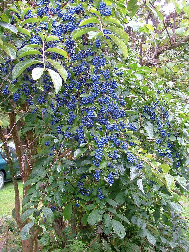 BG Store | Sapphire Berry, Symplocos paniculata, 30 Shrub Seeds (Showy, Hardy) Ready To Ship