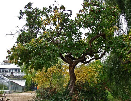 BG Store | Showy Medlar, Mespilus germanica, 10 Seeds (Edible, Fall Color, Hardy) Ready To Ship