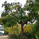 BG Store | Showy Medlar, Mespilus germanica, 10 Seeds (Edible, Fall Color, Hardy) Ready To Ship