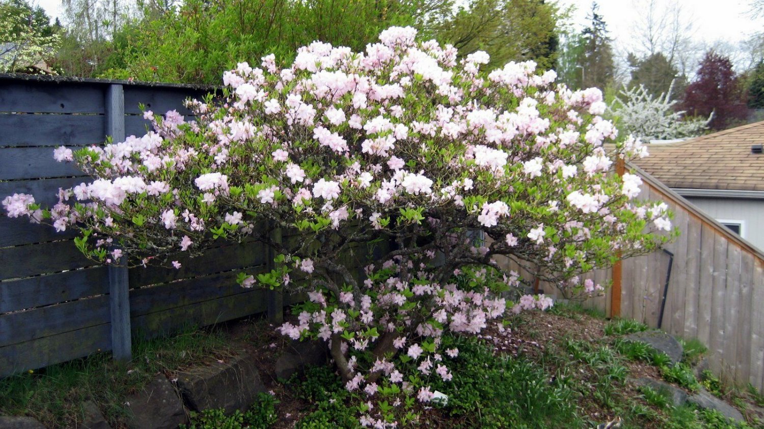 BG Store | Royal Azalea, Rhododendron schlippenbachii, 150 Seeds (Showy, Fragrant, Fall Color) Ready