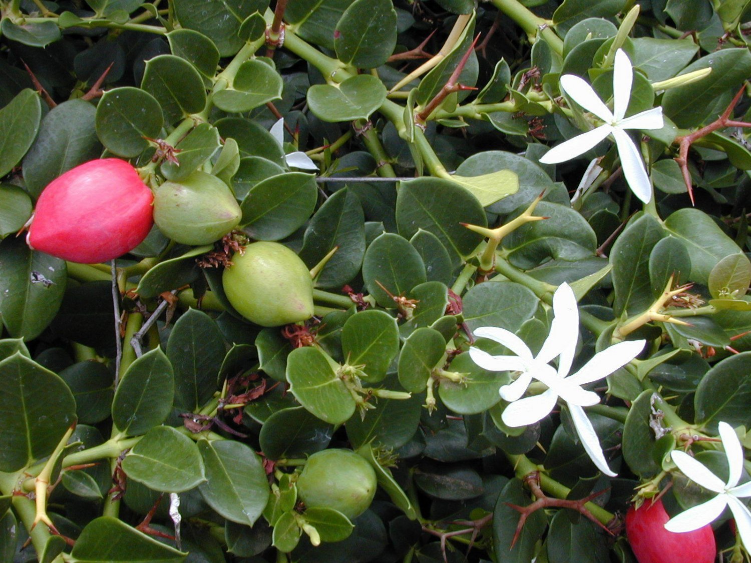 Natal Plum, Carissa macrocarpa, (Carissa grandiflora), 5 Shrub Seeds (Fast Edible) Ready  To Ship