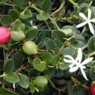 Natal Plum, Carissa macrocarpa, (Carissa grandiflora), 5 Shrub Seeds (Fast Edible) Ready  To Ship