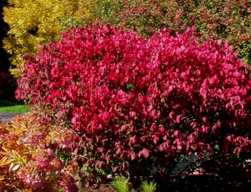 Wahoo Burning Bush, Euonymus atropurpurea, 20 Seeds (Showy, Fall Color, Hardy) Ready To Ship