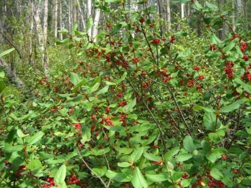 BG Store | Russet Buffaloberry, Shepherdia canadensis, 400 Shrub Seeds (Fast, Edible, Hardy) Ready T