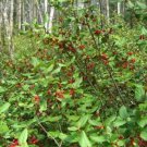BG Store | Russet Buffaloberry, Shepherdia canadensis, 400 Shrub Seeds (Fast, Edible, Hardy) Ready T