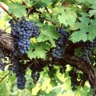 Amur Grape, Vitis amurensis, 60 Vine Seeds (Edible, Fast, Fall Color, Hardy) Ready To Ship