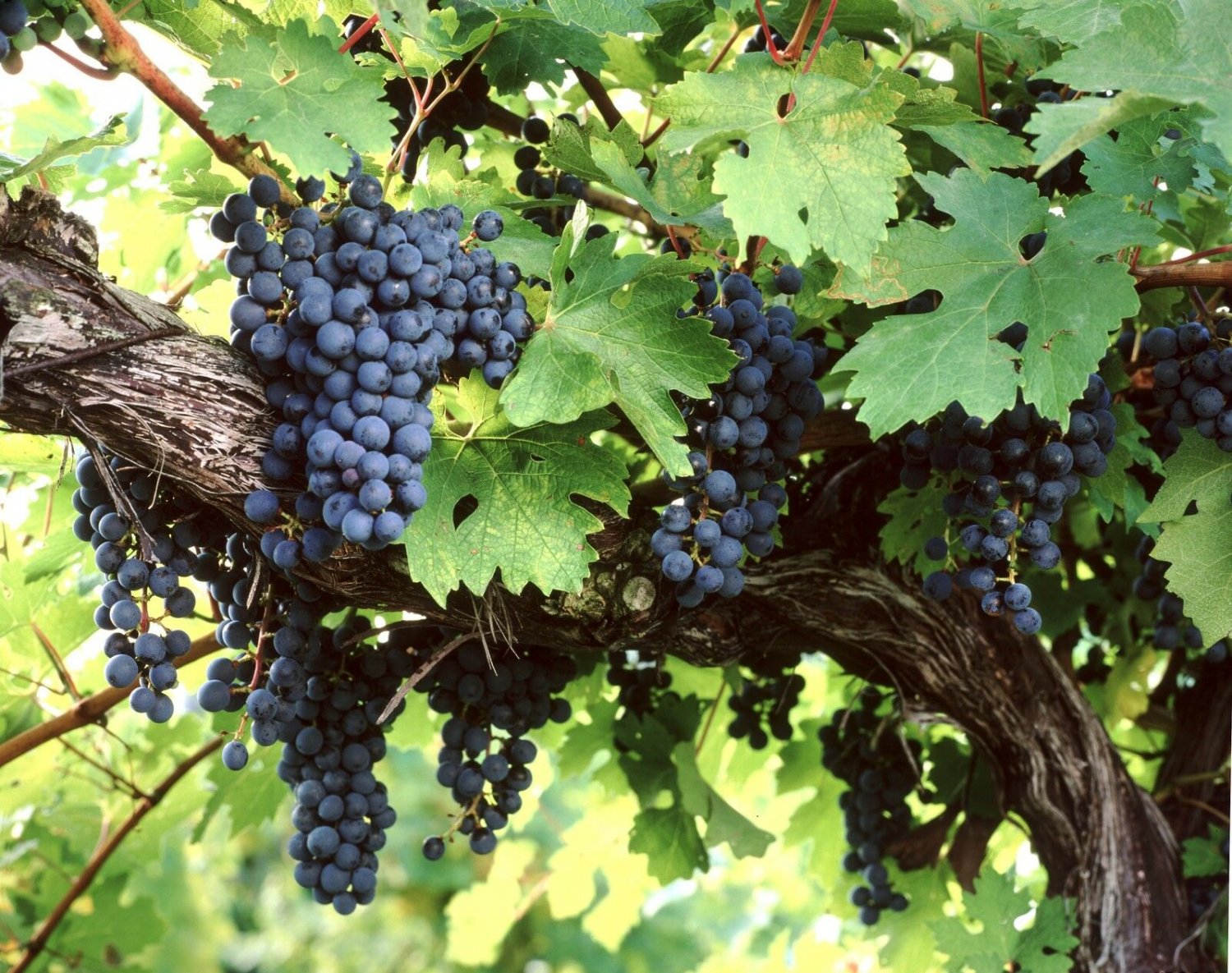 Amur Grape, Vitis amurensis, 60 Vine Seeds (Edible, Fast, Fall Color, Hardy)
