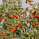 BG Store | Goji Berry, Lycium chinense, 50 Shrub Seeds (Fast, Edible, Hardy) Ready To Ship