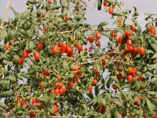 BG Store | Goji Berry, Lycium chinense, 600 Shrub Seeds (Fast, Edible, Hardy) Ready To Ship