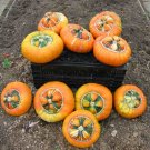 BG Store | Turks Turban, (Turban Squash), Cucurbita maxima, 10 Seeds Ready To Ship