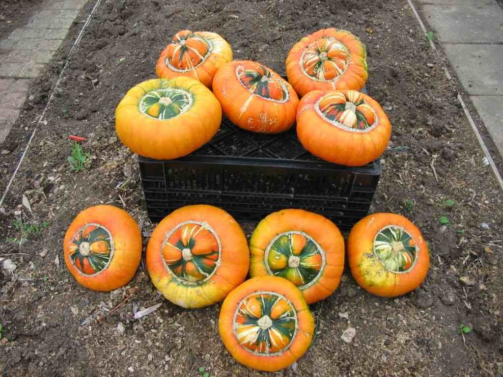BG Store | Turks Turban, (Turban Squash), Cucurbita maxima, 240 Seeds Ready To Ship