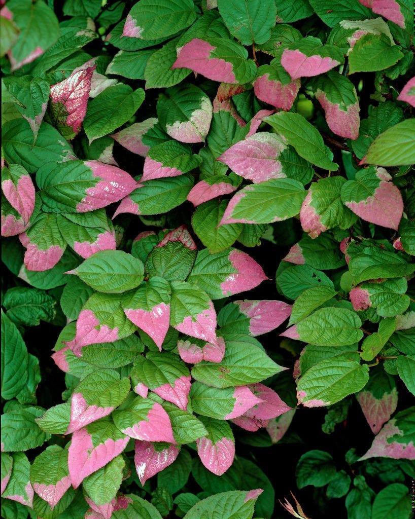 BG Store | Variegated Kiwi, Actinidia kolomikta, 50 Vine Seeds (Fast, Edible, Showy, Hardy) Ready To