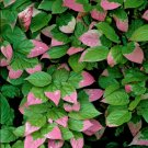 BG Store | Variegated Kiwi, Actinidia kolomikta, 50 Vine Seeds (Fast, Edible, Showy, Hardy) Ready To