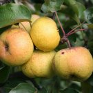 Chinese Pear, (Ussurian Pear), Pyrus ussuriensis, 60 Seeds (Fast, Fall Color)