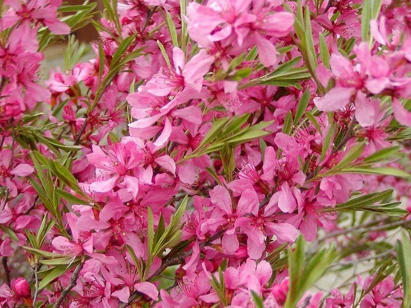BG Store | Russian Almond Shrub, Prunus tenella, 4 Seeds (Fast, Hardy, Edible, Showy, Easy)